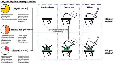 No Support for the Neolithic Plant Invasion Hypothesis: Invasive Species From Eurasia Do Not Perform Better Under Agropastoral Disturbance in Early Life Stages Than Invaders From Other Continents